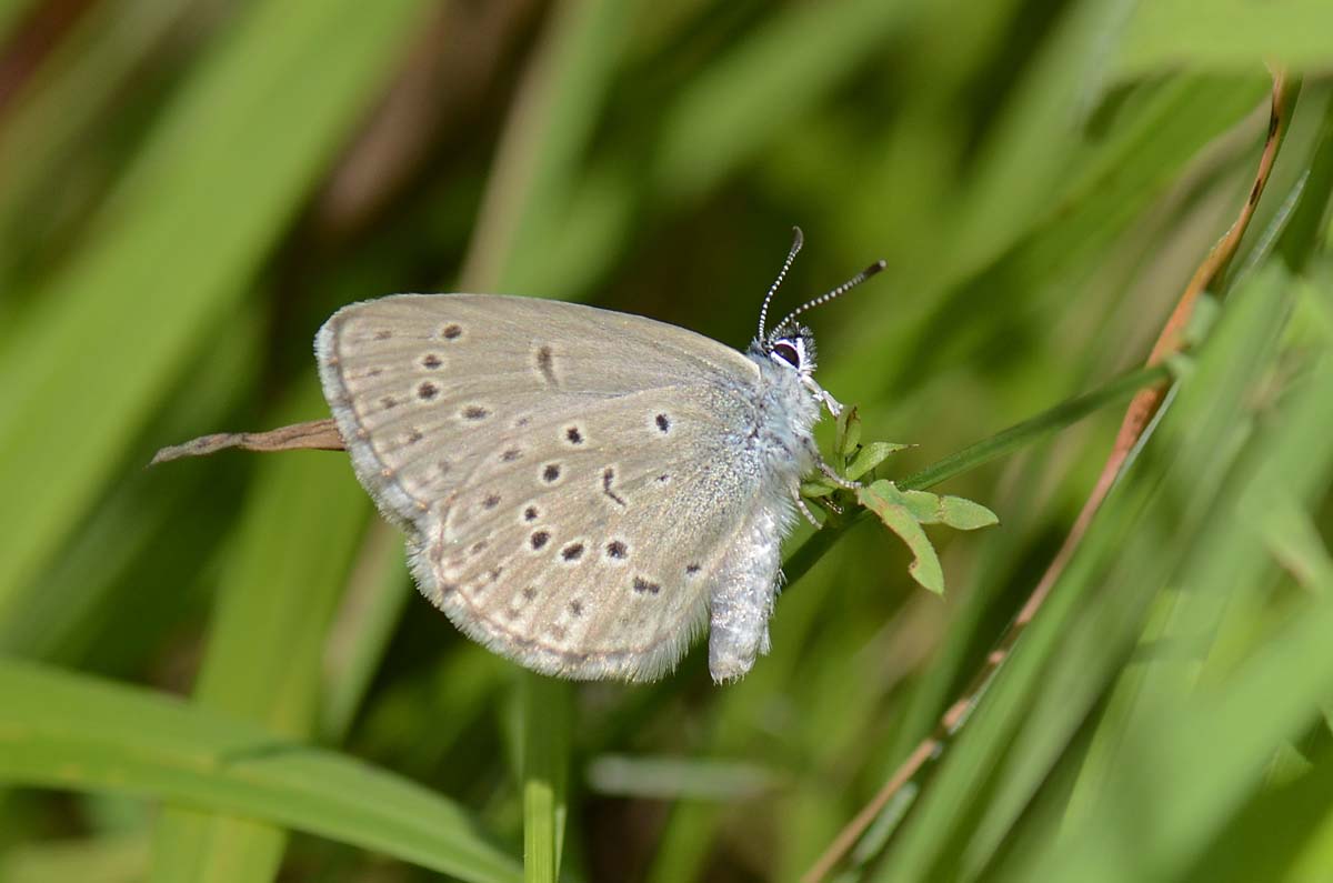 Lycaenidae da id.